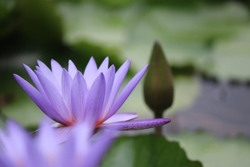 Tranquil Growth