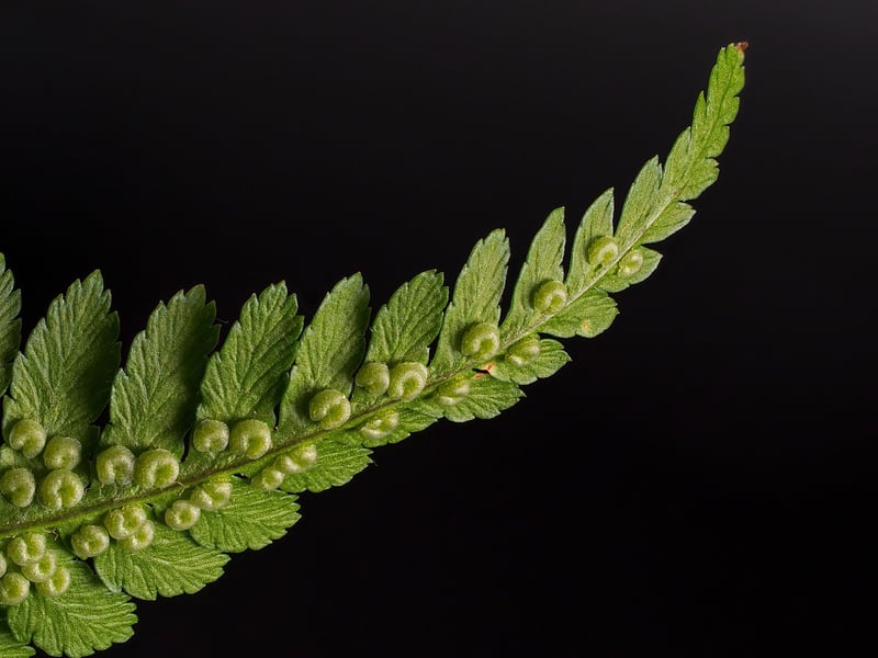 Fern leaves